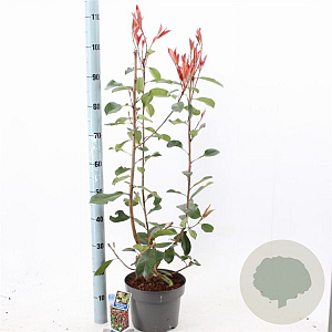 Photinia fraseri 'Red Robin' 60-70 cm 5,0L