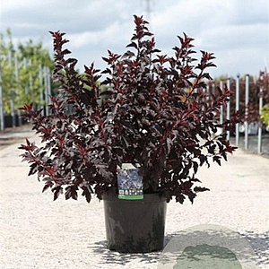 Physocarpus opulif. All Black 60-80 cm 10L