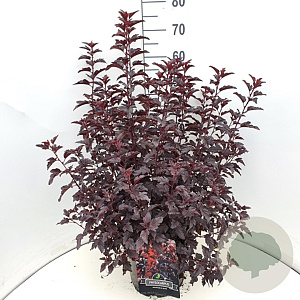 Physocarpus opulif. All Black 60-80 cm 10L