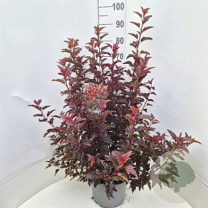 Physocarpus opulif. All Black 60-80 cm 10L