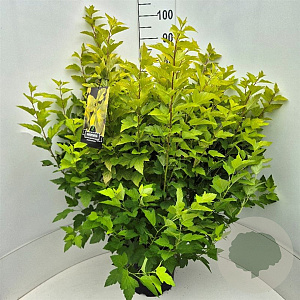 Physocarpus opulif. 'Dart's Gold' 60-80 cm 10L