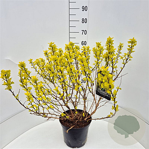 Physocarpus opulif. 'Dart's Gold' 60-80 cm 10L