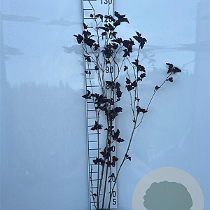 Physocarpus opulif. 'Red Baron' 80-100 cm 2,0L