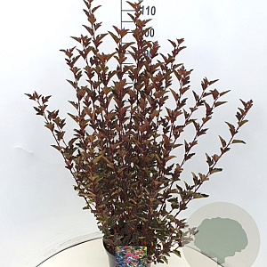 Physocarpus opulif. 'Red Baron' 80-100 cm 10L