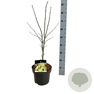 Acer pal. 'Osakazuki' 50-60 cm 5,0L