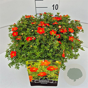 Potentilla f. 'Red Ace' 30-40 cm 10L
