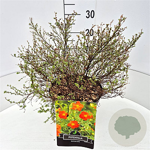 Potentilla f. 'Red Ace' 40-60 cm 10L