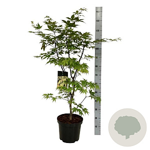 Acer pal. 'Osakazuki' 80-100 cm 10L