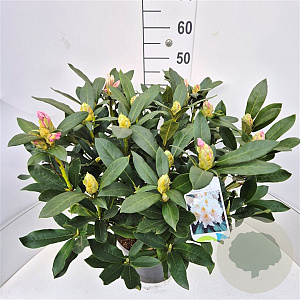Rhododendron 'Cunningham's White' 50-60 cm 20L