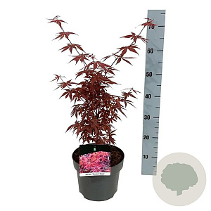 Acer pal. 'Skeeter's Broom' 50-60 cm 5,0L