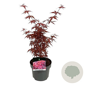 Acer pal. 'Skeeter's Broom' 50-60 cm 5,0L
