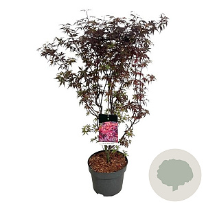 Acer pal. 'Skeeter's Broom' 80-100 cm 10L