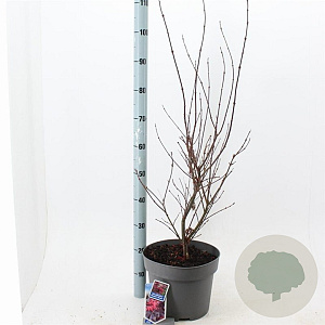 Acer pal. 'Skeeter's Broom' 80-100 cm 10L