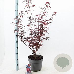 Acer pal. 'Skeeter's Broom' 80-100 cm 10L