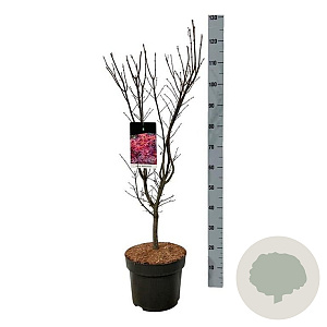 Acer pal. 'Skeeter's Broom' 80-100 cm 10L