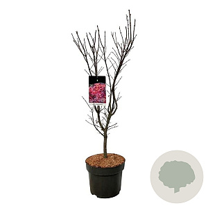 Acer pal. 'Skeeter's Broom' 80-100 cm 10L