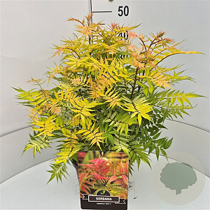 Sorbaria sorbif. 'Sem' 40-50 cm 10L