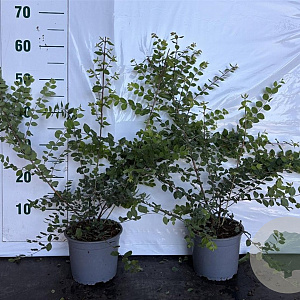 Symphoricarpos ch. 'Hancock' 40-60 cm 2,0L