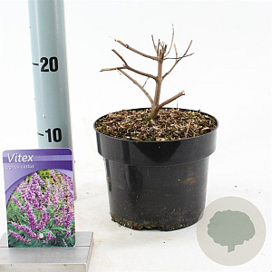 Vitex agnus-castus 30-35 cm 2,0L