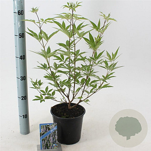 Vitex agnus-castus 30-35 cm 2,0L