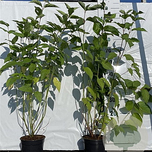 Cornus alba 60-80 cm 2,0L