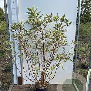 Cornus alba 'Elegantissima' 80-100 cm 7,5L