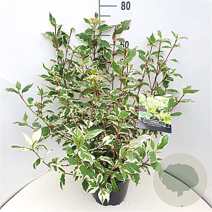 Cornus alba 'Sibirica Variegata' 80-100 cm 10L