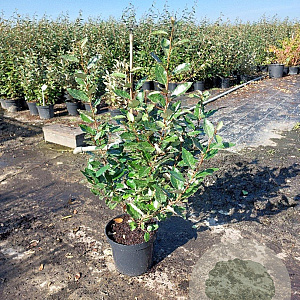 Elaeagnus ebbingei 80-100 cm 7,5L