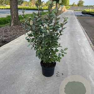 Elaeagnus ebbingei 80-100 cm 7,5L