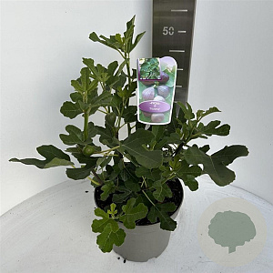 Ficus carica 40-50 cm 5,0L