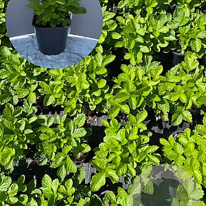 Fragaria vesca GM 2,0L