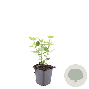 Agastache 'Blue Fortune' GM P9