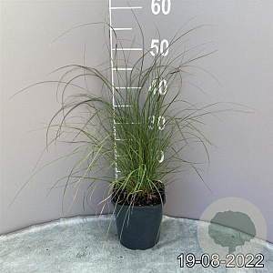 Bouteloua gracilis GM 2,0L