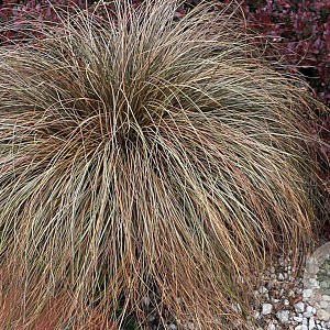 Carex comans 'Bronze Perfection' 15-20 cm C1