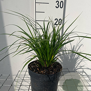 Carex morrowii GM 2,0L