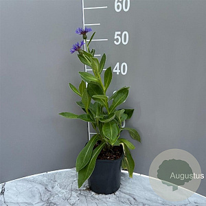 Centaurea montana GM 2,0L