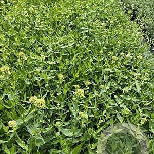 Centranthus ruber 'Albus' GM 2,0L