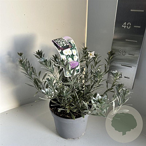 Convolvulus cneorum 20-25 cm P17