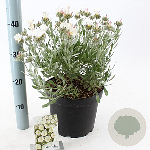 Convolvulus cneorum 25-30 cm 5,0L