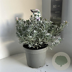 Convolvulus cneorum 30-40 cm 5,0L