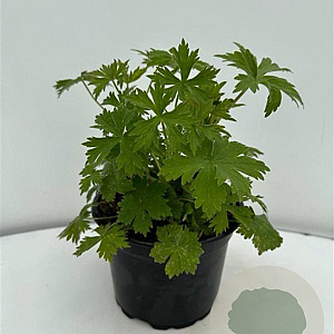 Delphinium (P) 'Black Knight' GM 2,0L