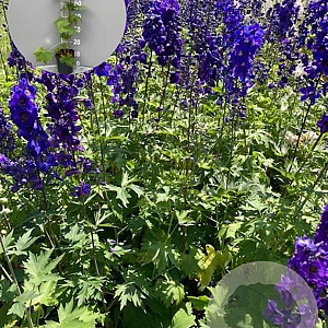 Delphinium (P) 'Black Knight' GM 2,0L