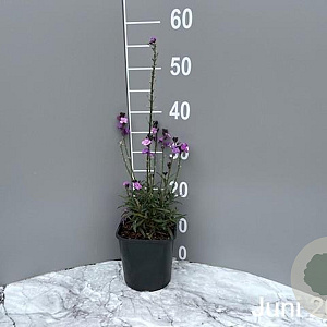 Erysimum 'Bowles' Mauve' GM 2,0L