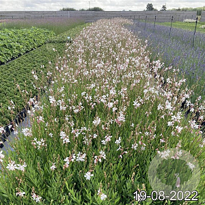 Gaura lindheimeri GM 2,0L
