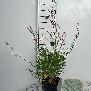 Gaura lindheimeri GM 2,0L