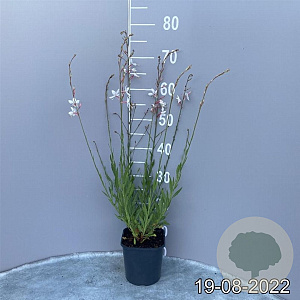 Gaura lindheimeri GM 2,0L