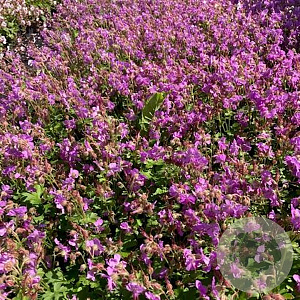 Geranium cant. 'Cambridge' GM 2,0L