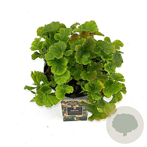 Geum 'Totally Tangerine' GM 2,0L