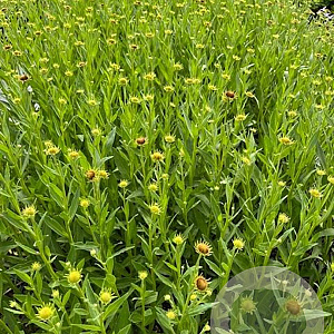 Helenium 'Moerheim Beauty' GM 2,0L