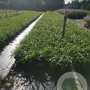 Liriope muscari 'Royal Purple' GM P9